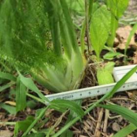 Fenchel6 2026-07-08 17.37.